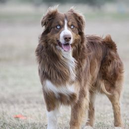 Australian Shepherds from Old South Aussies
