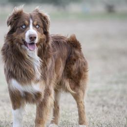 Australian Shepherds from Old South Aussies