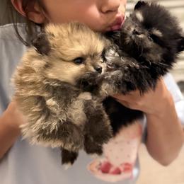 Tofu - Cream sable male Pomeranian puppy in Winchester, California from Polina's Poms