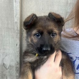 Hazel (yellow collar) - Sable female German Shepherd puppy in Jerusalem, Arkansas from Sudenblick German Shepherds