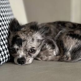 Chihuahua puppies from Elsbeth's Chihuahuas