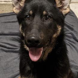 German Shepherds from Elwha Klallam K-9's
