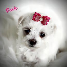 Rosie - White female Maltese puppy in Umatilla, Oregon from Rockin Rivers AKC Maltese & Malshi's