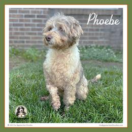 Bernedoodle puppies from Our Appalachian Doodles