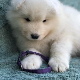 Samoyed Puppies from Morning Star Samoyeds