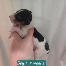 BEE'EM SEA LOVE WITH ME - White black and tan male Toy Fox Terrier puppy in Conway, South Carolina from Bee'Em Sea Kennel