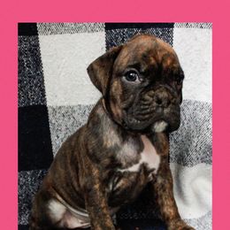Pup 6 - Brindle female Boxer puppy in Perry, Michigan from Boxer Boulevard