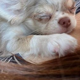 Chihuahuas and Pomeranians from Exotic City Pomeranians and chihuahuas