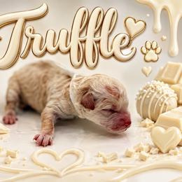 Truffle - Cream female Poodle puppy in Southampton, New Jersey from Lavishly Loved Pets LLC