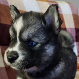 Pagani - Agouti and white female Siberian Husky puppy in Urbana, Ohio from Fairhaven's Siberian Huskies