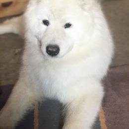 Tundra - Samoyed