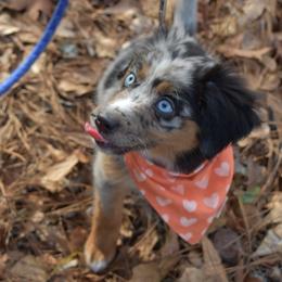 German Shorthaired Pointer, Miniature American Shepherd, Miniature Australian Shepherd, and Toy Australian Shepherd Puppies from Foxtail Hollow