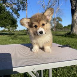 Pembroke Welsh Corgi Puppies from MG Corgis