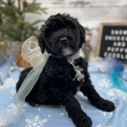 Coal - Black male Goldendoodle puppy in Lisbon, Ohio from Willow Lane Doodles