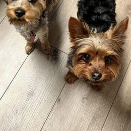 Yorkshire Terriers from Amanda's Yorkies