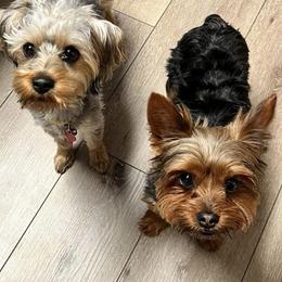 Yorkshire Terriers from Amanda's Yorkies