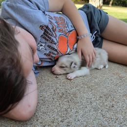 Smiley - Red merle male Border Collie puppy in Ripley, Oklahoma from Adventure5 Border Collies