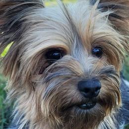 Shih Tzus, Shorkies, and Yorkshire Terriers from Real life Teddybears