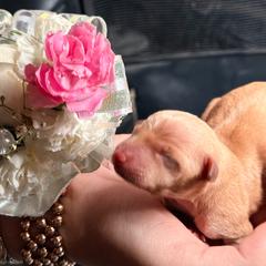 North Star Gems Lady Lyla - Yellow&nbsp;recessive color female Prague Ratter puppy in Seward, Alaska from North Star Gem’s Prague Ratters
