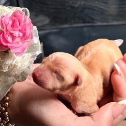North Star Gems Lady Lyla - Yellow&nbsp;recessive color female Prague Ratter puppy in Seward, Alaska from North Star Gem’s Prague Ratters