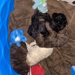 Poodle Puppies from Purple Heart Canines
