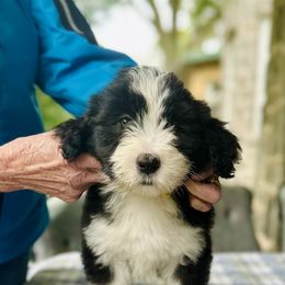 Bearded Collie puppies from Beloved Bearded & Border Collies