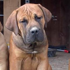 Boerboels from Upstateboerboels