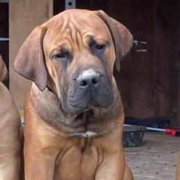 Boerboels from Upstateboerboels