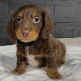 Brownie - Chocolate and tan male Dachshund puppy in Goodyear, Arizona from AZ Royal Doxies llc
