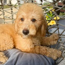 Glory - Apricot female Goldendoodle puppy in Pensacola, Florida from Goldendoodles Love You in Pensacola Friend Edition