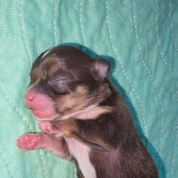 Grace - Chocolate and tan female Chihuahua puppy in Mills River, North Carolina from Chosen Chihuahuas
