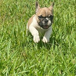 French Bulldog Puppies from Oakmont Frenchies