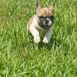 French Bulldog Puppies from Oakmont Frenchies