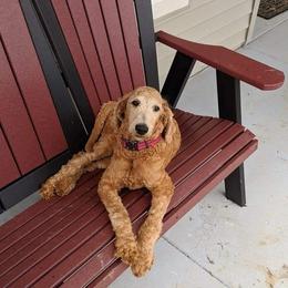 Goldendoodle Puppies from Lu Doodles
