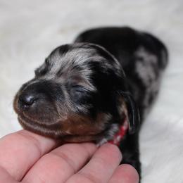 Dapple girl 2 - Dapple female Dachshund puppy in Lily, Kentucky from Little Acres Miniature Dachshunds