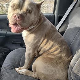 American Bullies from Madd Bullies