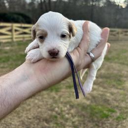 Purple Collar - Gold female Havapoo puppy in Powder Springs, Georgia from West Cobb Dogs