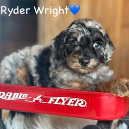 Ryder Wright - Blue merle male Aussiedoodle puppy in Lancaster, Minnesota from Finney Ranch