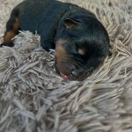 Steel - Black and mahogany male Rottweiler puppy in Crivitz, Wisconsin from Khaotic Rottweilers