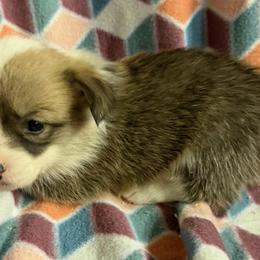 Frenchy - Red female Pembroke Welsh Corgi puppy in Azle, Texas from T & K Corgis