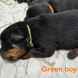 Green - Black and mahogany male Rottweiler puppy in Cheshire, Connecticut from Von Der Hügelspitze