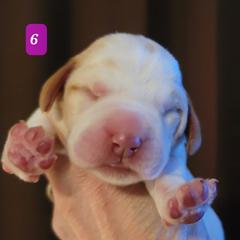 Puppy #6 - Orange roan Spinone Italiano puppy in Waller, Texas from QuietWood