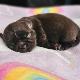 Layla - Chocolate and tan female Shih Tzu puppy in Corona, California from Ju Shih Tzu
