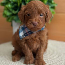 E- Red Boy - Red  male Goldendoodle puppy in Lewisville, Texas from Texas Goldendoodle Lovers