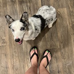 Kiki - American Corgi
