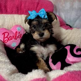 Bubbles Yorkie mix - Black and tan female Yorkshire Terrier puppy in Redford Township, Michigan from Sweet and Sassy Pups