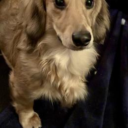 Sterling - Dachshund