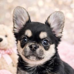 Lotto - Black and tan female French Bulldog puppy in Snellville, Georgia from Felicia's French Bulldogs
