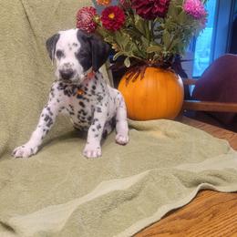 Forest (LUA) - White and black male Dalmatian puppy in Grant, Michigan from Savannah Woltanski