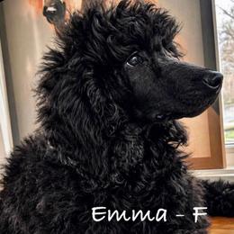 Emma - Black female Poodle puppy in Greenwich, New York from MizzElle’s Standard Poodles